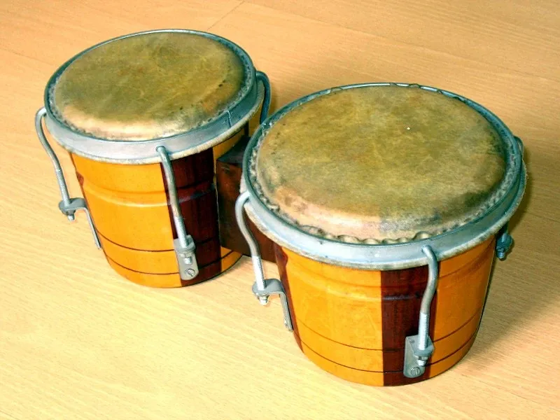 Two brown bongos